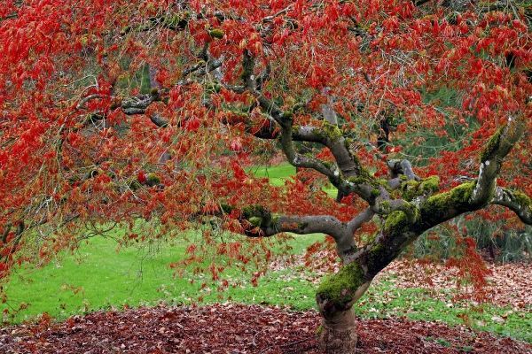 Paulson, Don 아티스트의 WA, Seattle Japanese maple tree in the Arboretum작품입니다.
